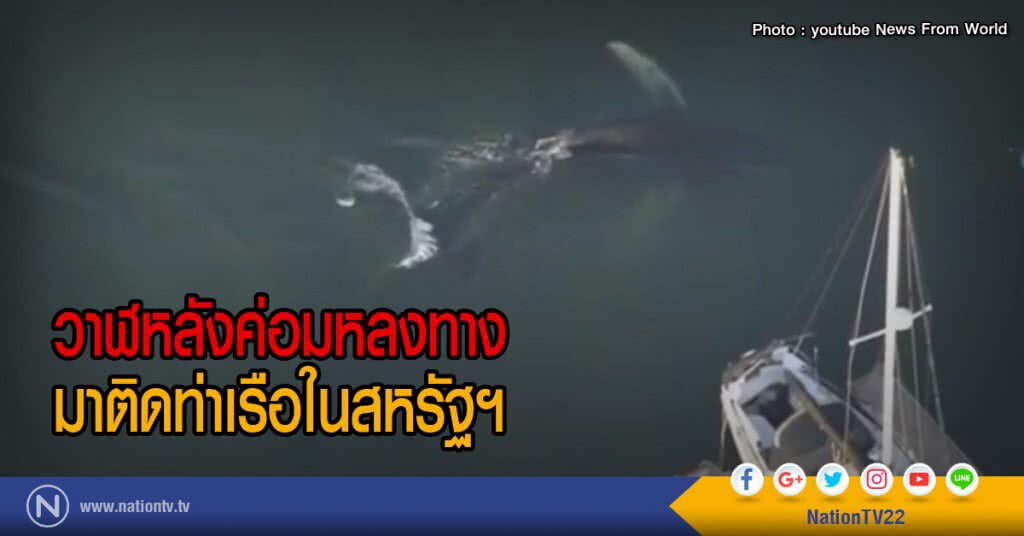 วาฬหลังค่อมหลงทาง
มาติดท่าเรือในสหรัฐฯ วาฬหลังค่อมหลงทาง
มาติดท่าเรือในสหรัฐฯ