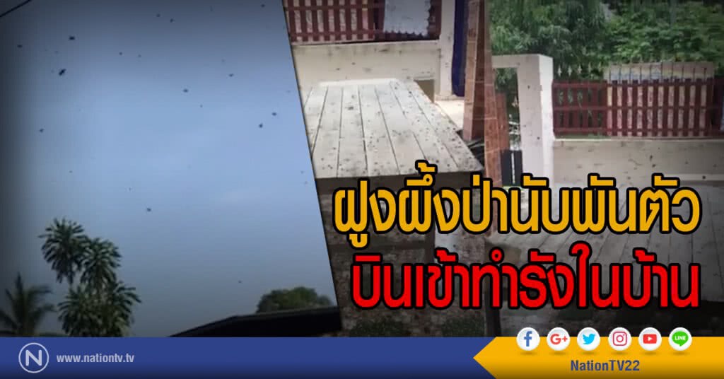 ตะลึง! ฝูงผึ้งป่านับพันตัว
บินเข้าทำรังในบ้าน ตะลึง! ฝูงผึ้งป่านับพันตัว
บินเข้าทำรังในบ้าน