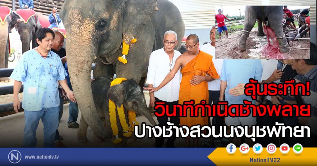 ลุ้นระทึก! วินาทีกำเนิดช้างพลาย
ปางช้างสวนนงนุชพัทยา