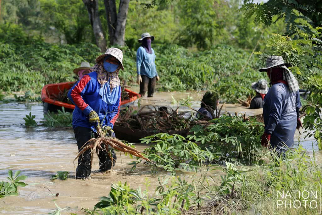 ชาวบ้านสุโขทัยเร่งเก็บมันสำปะหลังที่ถูกน้ำท่วม
บอกเก็บขายตอนนี้ยังพอได้ทุนคืน
ดีกว่าทิ้งให้จมน้ำตาย