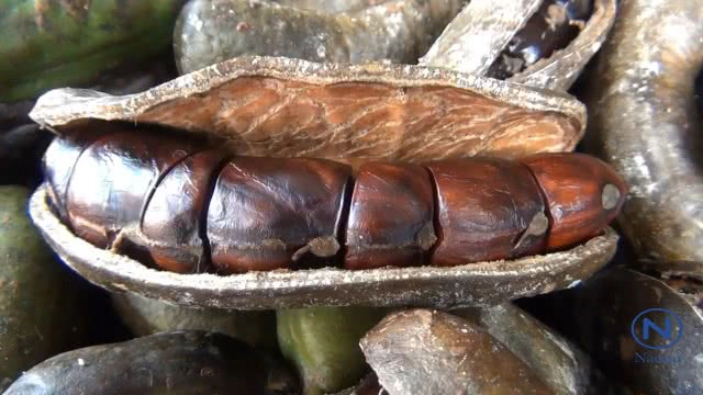 "ลูกเนียงนก"ผักแสนอร่อย
เครื่องเคียงคู่โต๊ะอาหารชาวใต้
ราคาพุ่ง กก.ละ 100-160 บาท