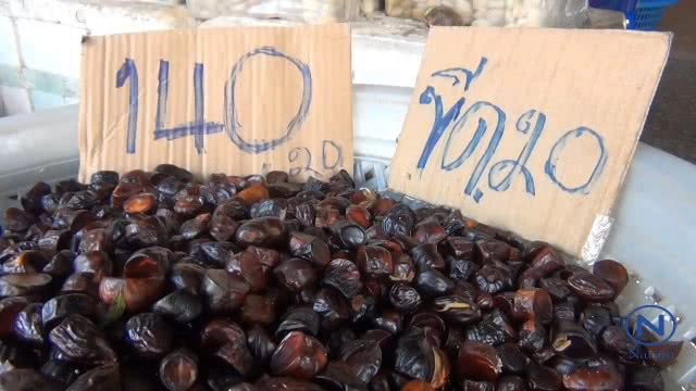 "ลูกเนียงนก"ผักแสนอร่อย
เครื่องเคียงคู่โต๊ะอาหารชาวใต้
ราคาพุ่ง กก.ละ 100-160 บาท