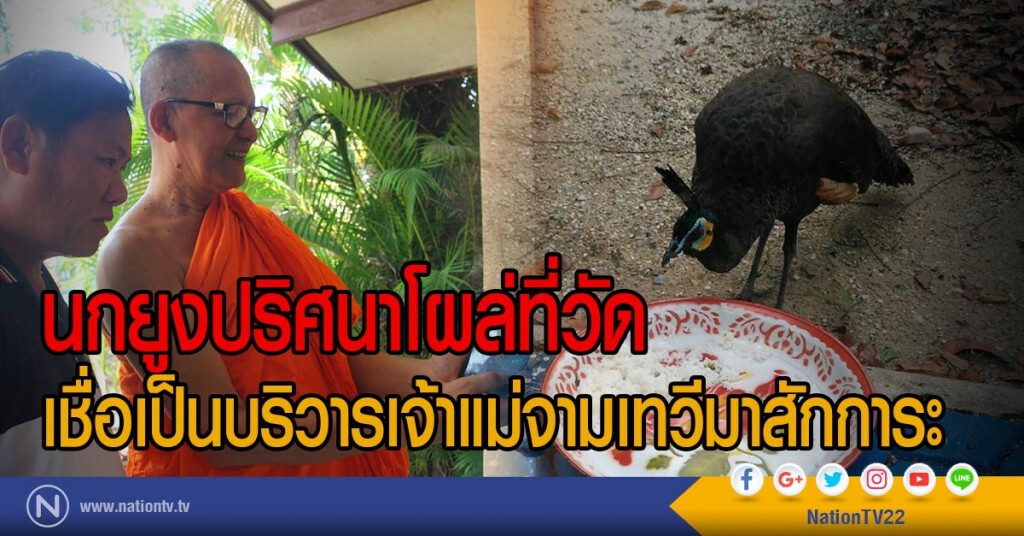 นกยูงปริศนาโผล่ที่วัด
เชื่อเป็นบริวารเจ้าแม่จามเทวีมาสักการะ