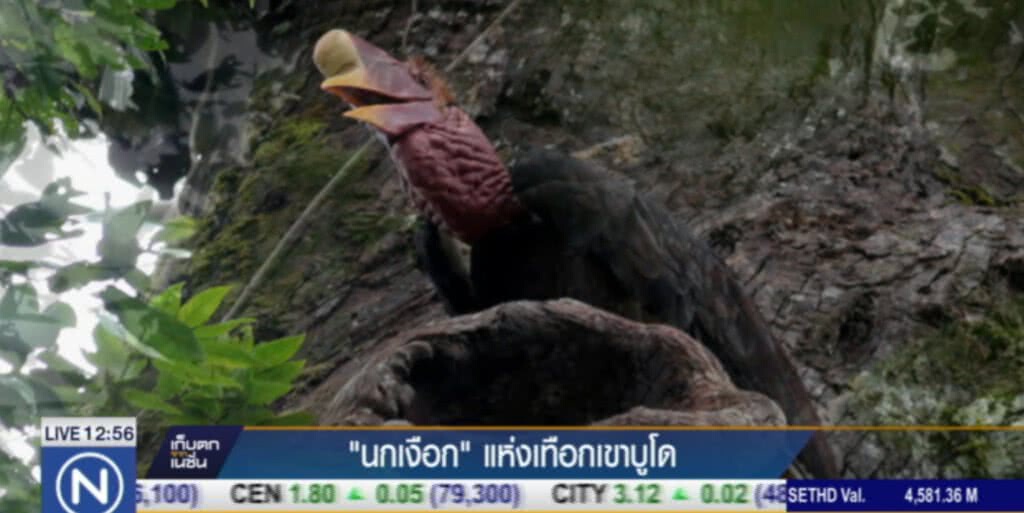 นกเงือก.....แห่งเทือกเขา "บูโด" นกเงือก.....แห่งเทือกเขา "บูโด"