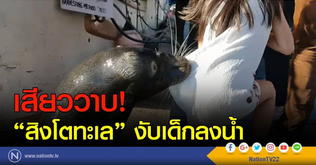 เสียววาบ! "สิงโตทะเล" งับเด็กลงน้ำ เสียววาบ! "สิงโตทะเล" งับเด็กลงน้ำ