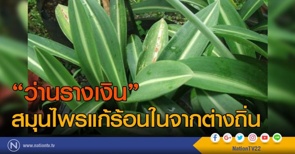 "ว่านรางเงิน" สมุนไพรแก้ร้อนในจากต่างถิ่น
