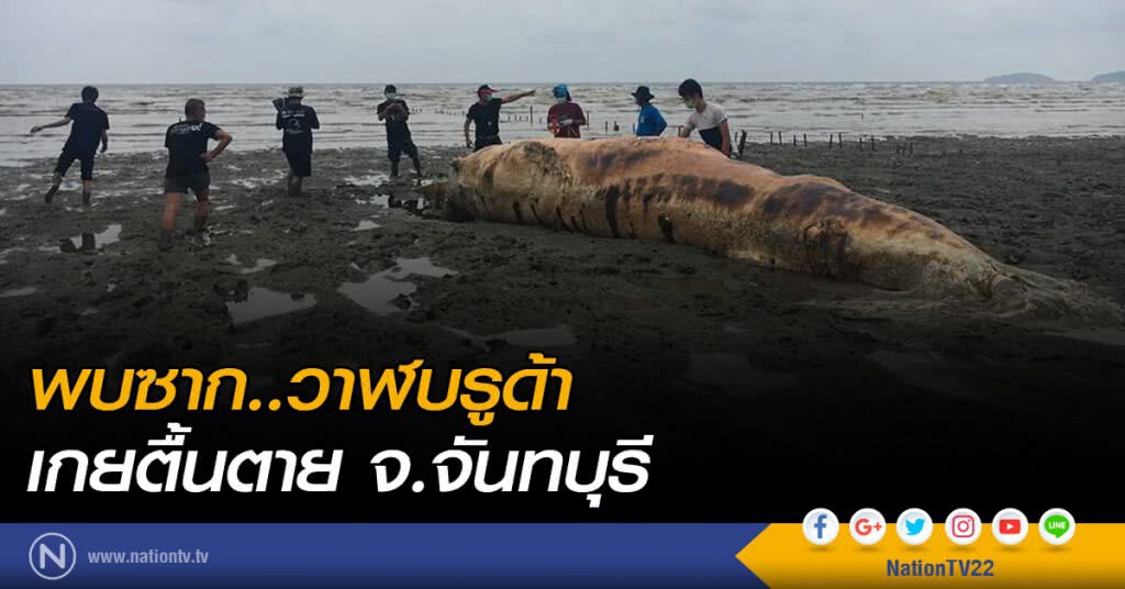 พบซาก..วาฬบรูด้า
เกยตื้นตาย จ.จันทบุรี พบซาก..วาฬบรูด้า
เกยตื้นตาย จ.จันทบุรี