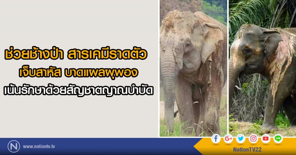 ช่วยช้างป่า สารเคมีราดตัว 
เจ็บสาหัส บาดแผลผุพอง
เน้นรักษาด้วยสัญชาตญาณบำบัด