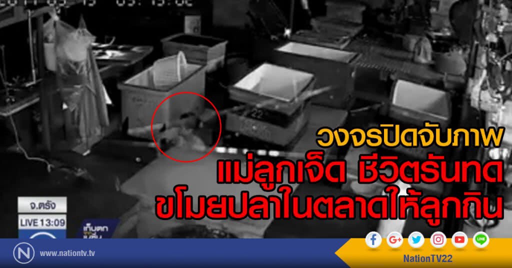 วงจรปิดจับภาพ แม่ลูกเจ็ด ขโมยปลาในตลาด วงจรปิดจับภาพ แม่ลูกเจ็ด ขโมยปลาในตลาด