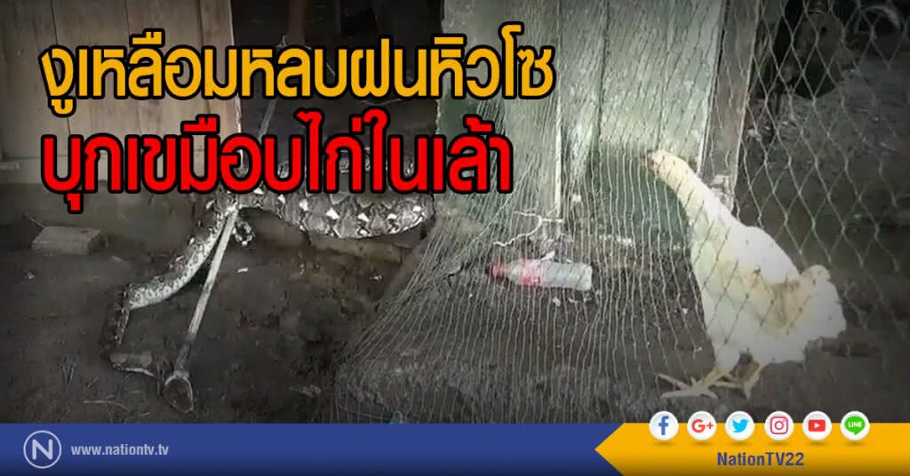 งูเหลือมหลบฝนหิวโซ
บุกเขมือบไก่ในเล้า