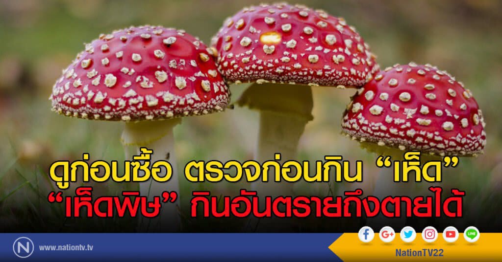 ดูก่อนซื้อ ตรวจก่อนกิน "เห็ด"
"เห็ดพิษ" กินอันตรายถึงตายได้ ดูก่อนซื้อ ตรวจก่อนกิน "เห็ด"
"เห็ดพิษ" กินอันตรายถึงตายได้