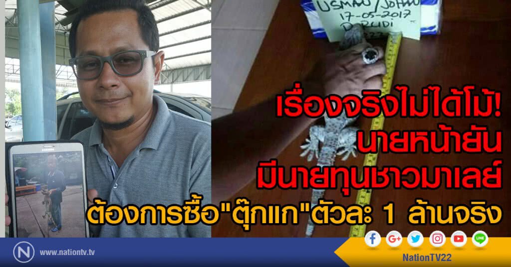 นายหน้ายันมีนายทุนชาวมาเลย์
ต้องการซื้อ"ตุ๊กแก"ตัวละ 1 ล้านจริง