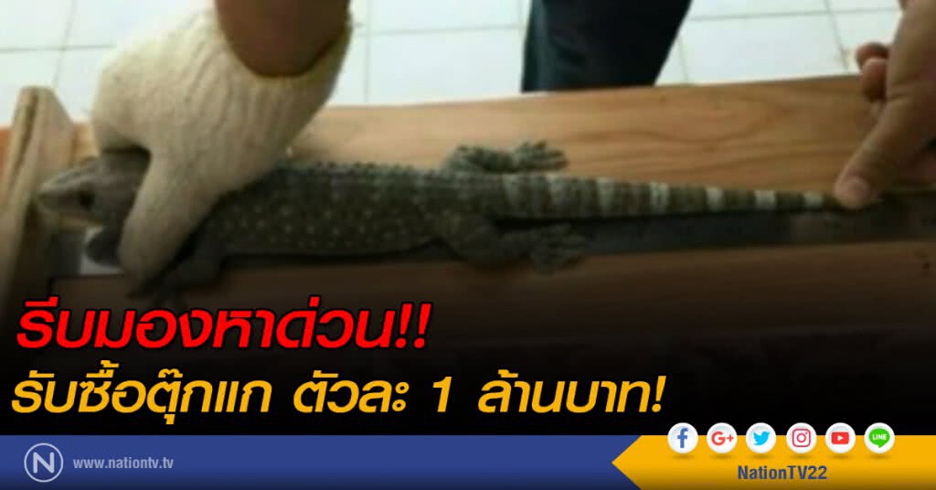 รีบมองหาด่วน!! รับซื้อตุ๊กแก ตัวละ 1 ล้านบาท!