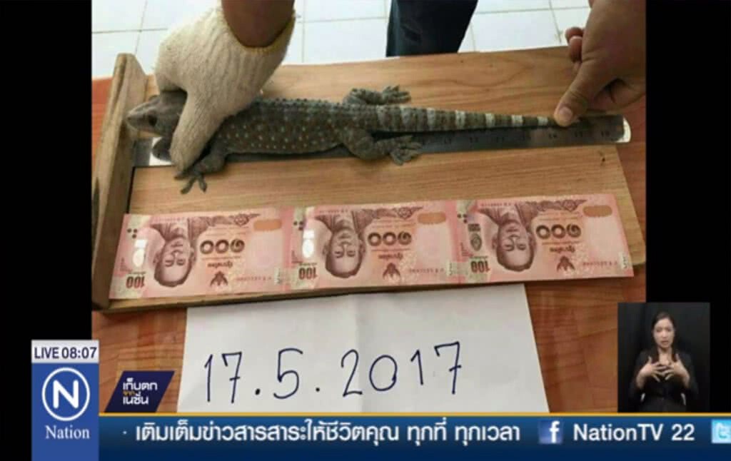 ตุ๊กแกตัวละ 1 ล้าน เผยนายทุนมาเลเซียซื้อจริง