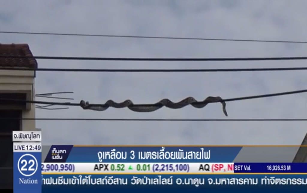 งูเหลือม 3 เมตร เลื้อยพันสายไฟ งูเหลือม 3 เมตร เลื้อยพันสายไฟ