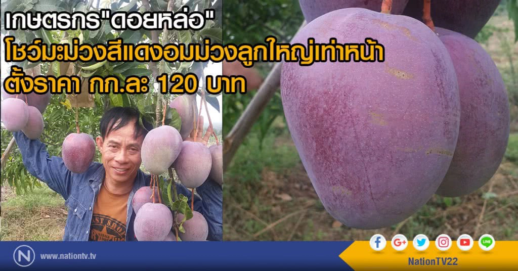 เกษตรกร"ดอยหล่อ"
โชว์มะม่วงสีแดงอมม่วงลูกใหญ่เท่าหน้า
ตั้งราคา กก.ละ 120 บาท