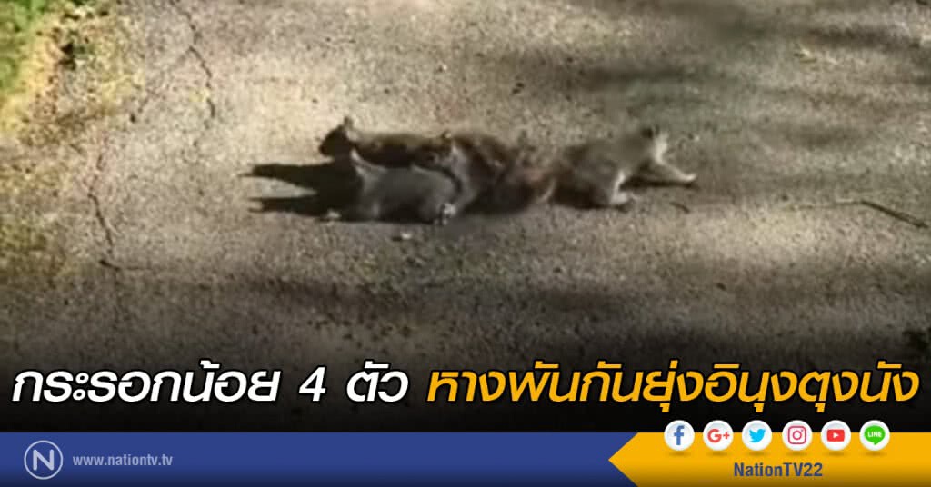 กระรอกน้อย 4 ตัว หางพันกัน