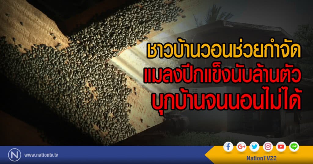 ชาวบ้านวอนช่วยกำจัด
แมลงปีกแข็งนับล้านตัว
บุกบ้านจนนอนไม่ได้