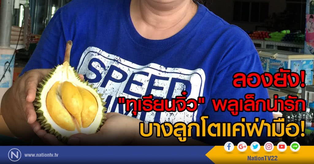 ลองยัง! "ทุเรียนจิ๋ว"
เล็กน่ารัก บางลูกโตแค่ฝ่ามือ ลองยัง! "ทุเรียนจิ๋ว"
เล็กน่ารัก บางลูกโตแค่ฝ่ามือ