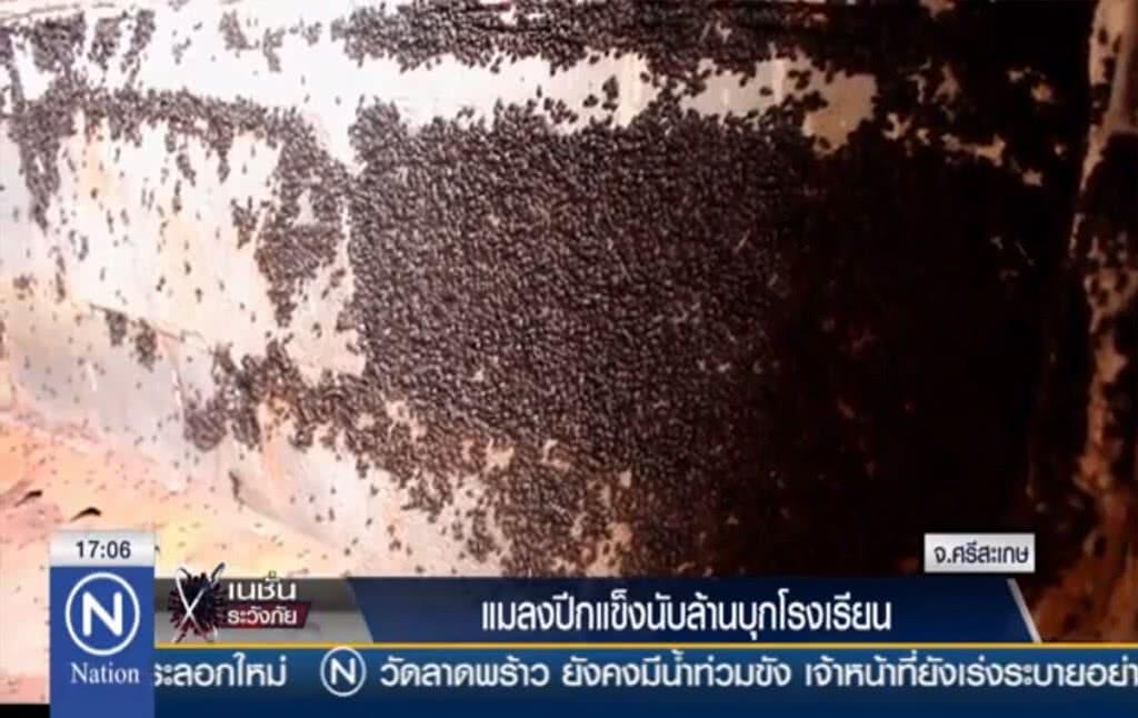 แมลงปีกแข็งนับล้านบุกโรงเรียน แมลงปีกแข็งนับล้านบุกโรงเรียน