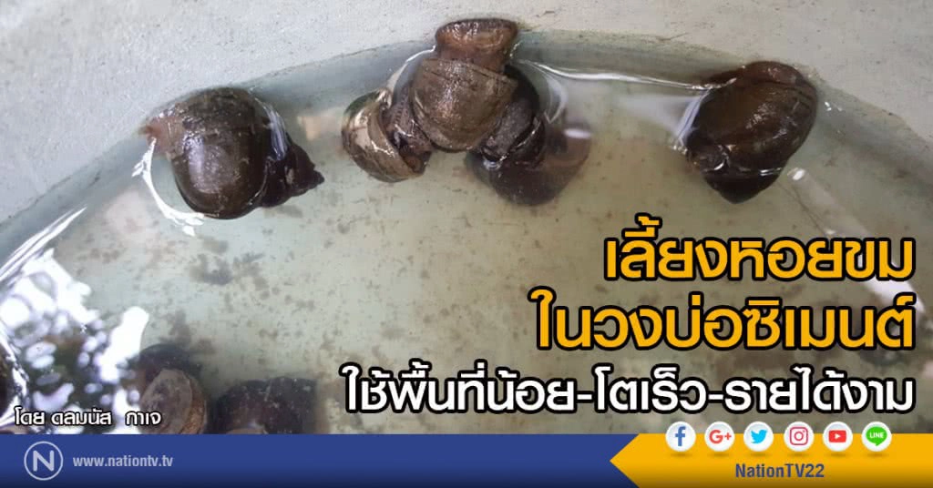 เลี้ยงหอยขมในวงบ่อซิเมนต์
ใช้พื้นที่น้อย-โตเร็ว-รายได้งาม