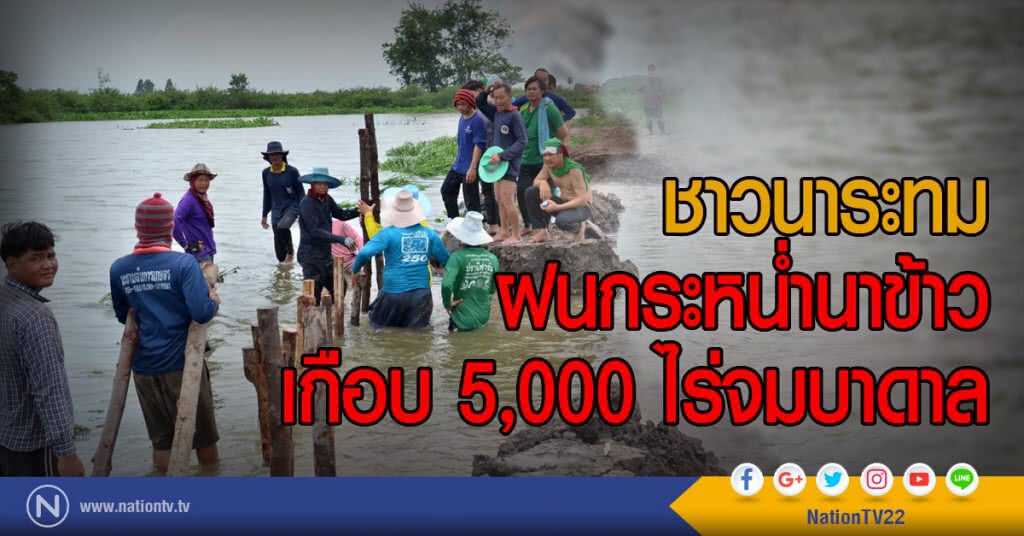 ชาวนาระทม
ฝนกระหน่ำนาข้าวเกือบ 5,000 ไร่จมบาดาล ชาวนาระทม
ฝนกระหน่ำนาข้าวเกือบ 5,000 ไร่จมบาดาล