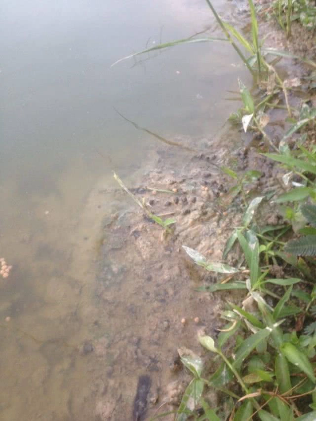 เลี้ยงหอยขมในวงบ่อซิเมนต์
ใช้พื้นที่น้อย-โตเร็ว-รายได้งาม