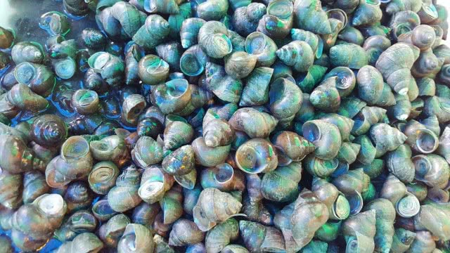 เลี้ยงหอยขมในวงบ่อซิเมนต์
ใช้พื้นที่น้อย-โตเร็ว-รายได้งาม