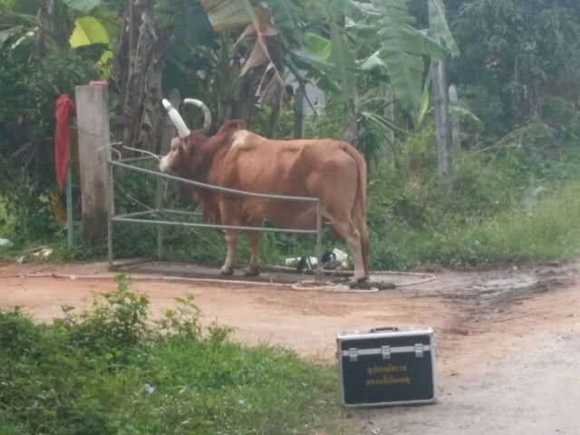 ถล่มอาวุธสงคราม ดับอดีตรองนายกฯอบจ.นครศรีฯเช้ามืด ขณะอาบน้ำให้วัว