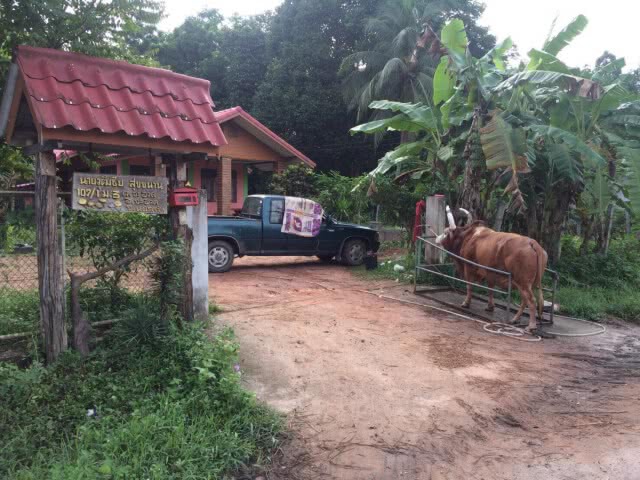 ถล่มอาวุธสงคราม ดับอดีตรองนายกฯอบจ.นครศรีฯเช้ามืด ขณะอาบน้ำให้วัว