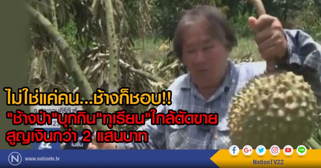ช้างป่าบุกกัดกินทุเรียนสูญเงินกว่า 2 แสน