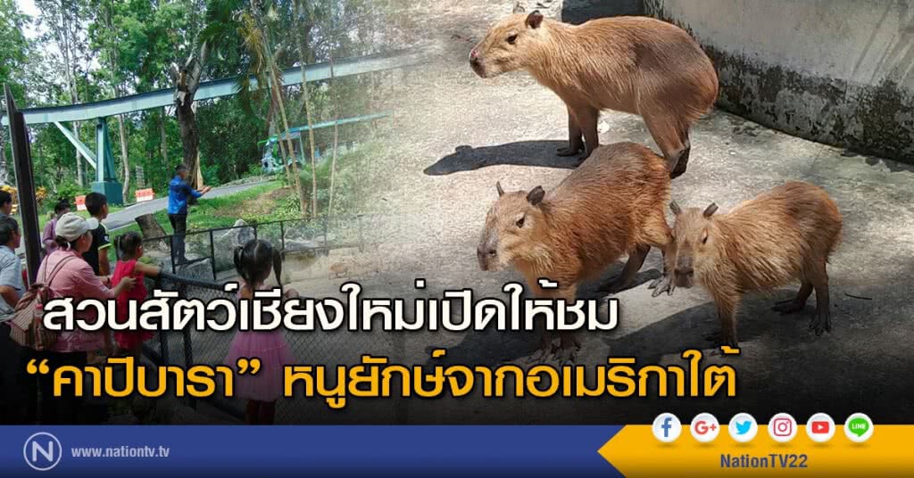สวนสัตว์เชียงใหม่เปิดให้ชม "คาปิบารา" หนูยักษ์จากอเมริกาใต้ สวนสัตว์เชียงใหม่เปิดให้ชม "คาปิบารา" หนูยักษ์จากอเมริกาใต้