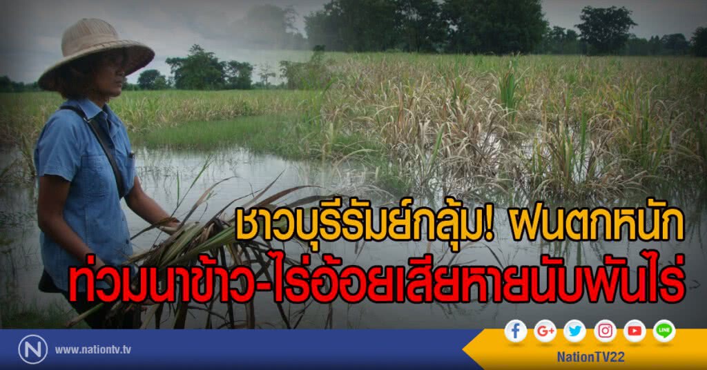 ชาวบุรีรัมย์กลุ้ม! ฝนตกหนัก
ท่วมนาข้าว-ไร่อ้อยเสียหายนับพันไร่