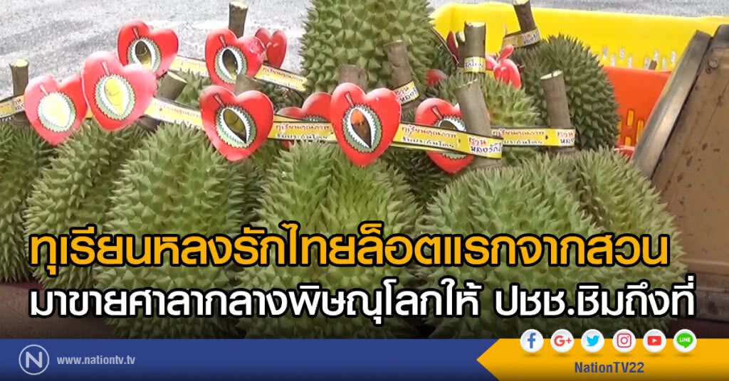 ทุเรียนหลงรักไทยล็อตแรกจากสวน
มาขายศาลากลางพิษณุโลกให้ ปชช.ชิมถึงที่