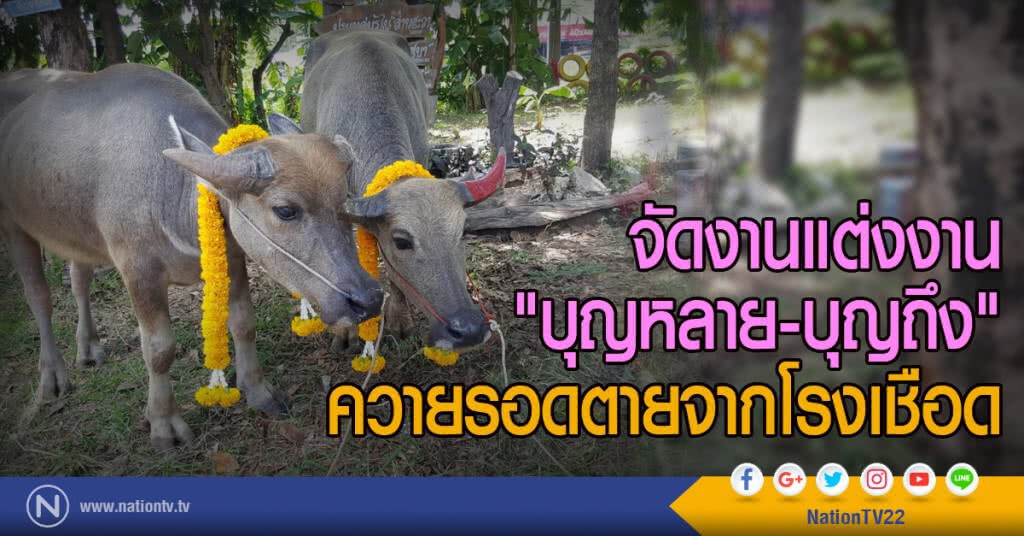 จัดงานแต่งงาน "บุญหลาย-บุญถึง"
ควายรอดตายจากโรงเชือด