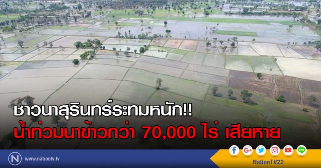 ชาวนาสุรินทร์ระทมหนัก!! น้ำท่วมนาข้าวกว่า 70,000 ไร่ เสียหาย