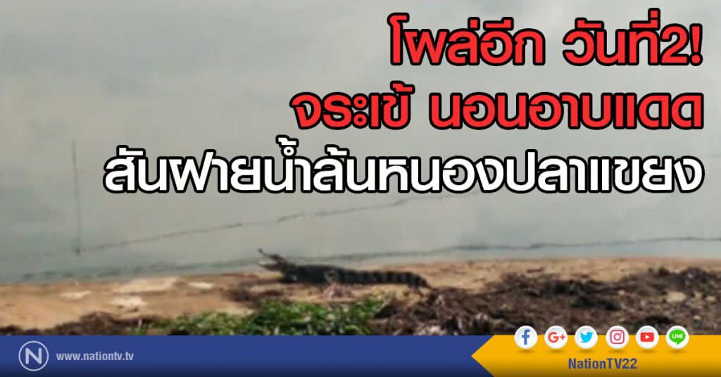 โผล่อีก วันที่2!
จระเข้ นอนอาบแดด สันฝายน้ำล้นหนองปลาแขยง โผล่อีก วันที่2!
จระเข้ นอนอาบแดด สันฝายน้ำล้นหนองปลาแขยง