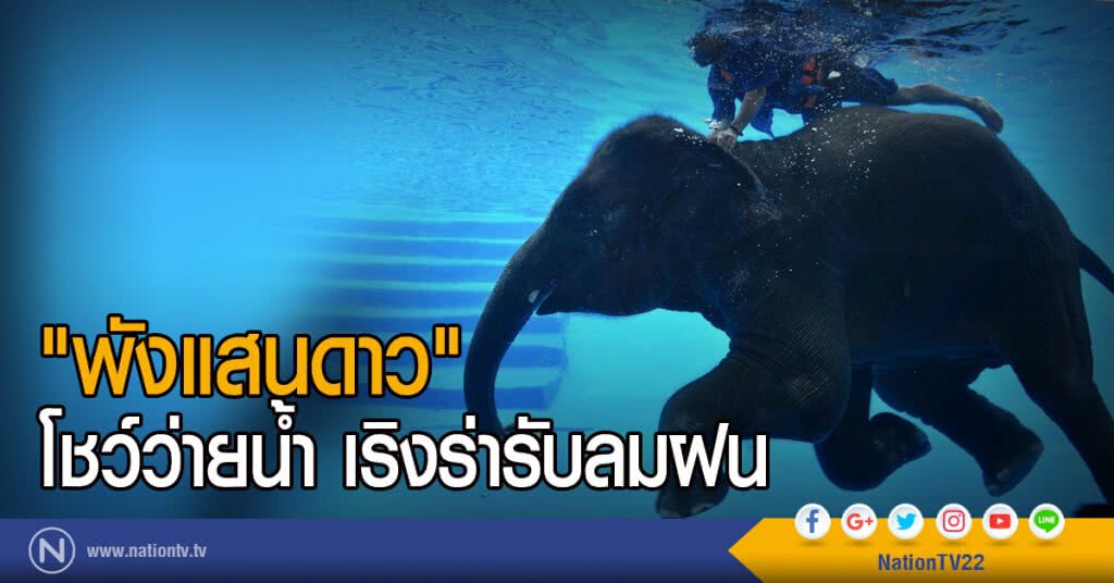 "พังแสนดาว" โชว์ว่ายน้ำ
เริงร่ารับลมฝน "พังแสนดาว" โชว์ว่ายน้ำ
เริงร่ารับลมฝน