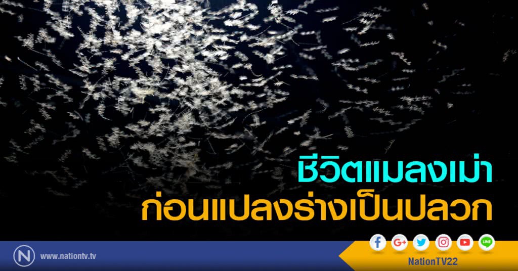 ชีวิตแมลงเม่า 
ก่อนแปลงร่างเป็นปลวก