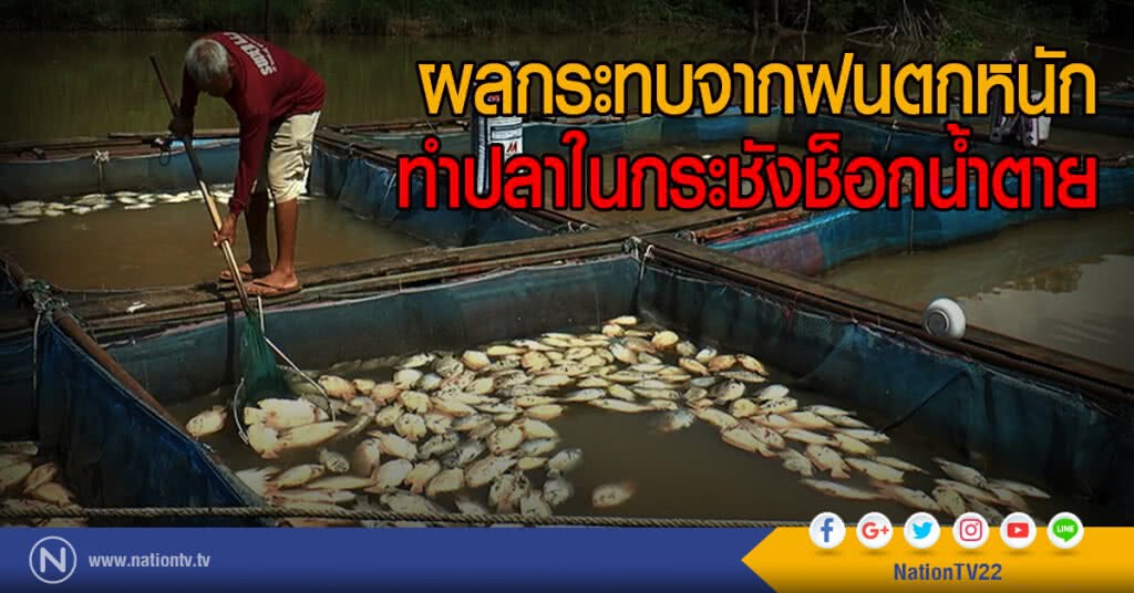 ผลกระทบจากฝนตกหนัก
ทำปลาในกระชังช็อกน้ำตาย ผลกระทบจากฝนตกหนัก
ทำปลาในกระชังช็อกน้ำตาย