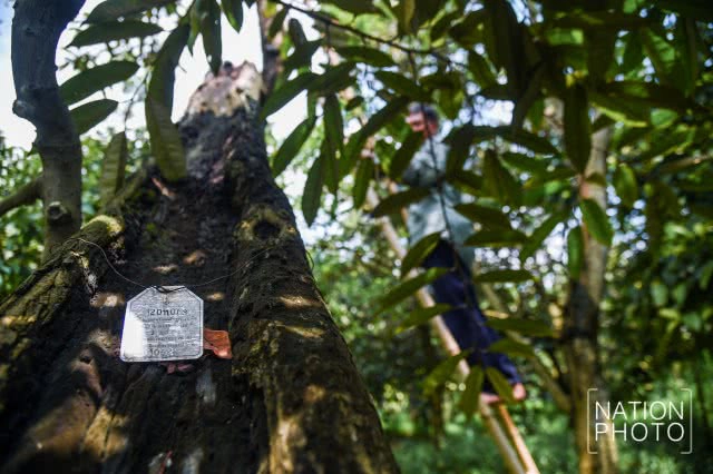 "ทุเรียนนนท์" ของดีของเมืองนนท์ที่กำลังหายไปกับกาลเวลา