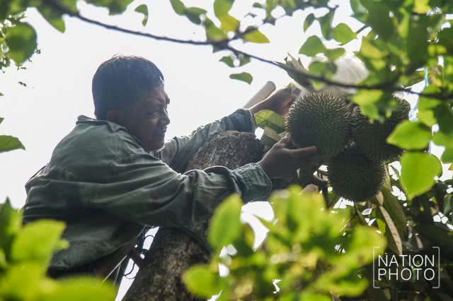 "ทุเรียนนนท์" ของดีของเมืองนนท์ที่กำลังหายไปกับกาลเวลา