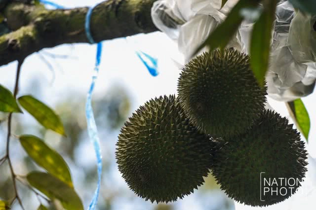 "ทุเรียนนนท์" ของดีของเมืองนนท์ที่กำลังหายไปกับกาลเวลา