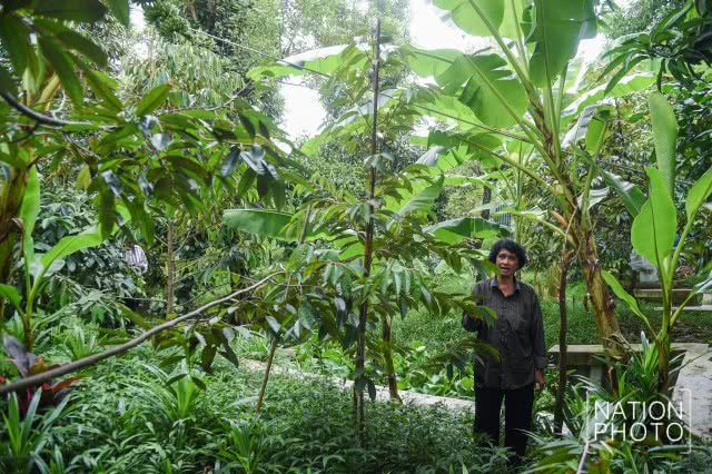 "ทุเรียนนนท์" ของดีของเมืองนนท์ที่กำลังหายไปกับกาลเวลา