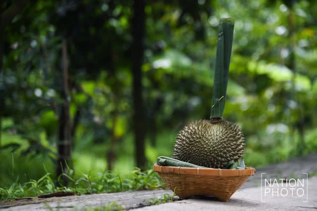 "ทุเรียนนนท์" ของดีของเมืองนนท์ที่กำลังหายไปกับกาลเวลา