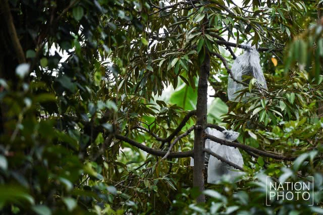 "ทุเรียนนนท์" ของดีของเมืองนนท์ที่กำลังหายไปกับกาลเวลา