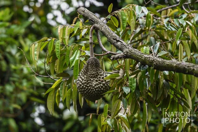"ทุเรียนนนท์" ของดีของเมืองนนท์ที่กำลังหายไปกับกาลเวลา