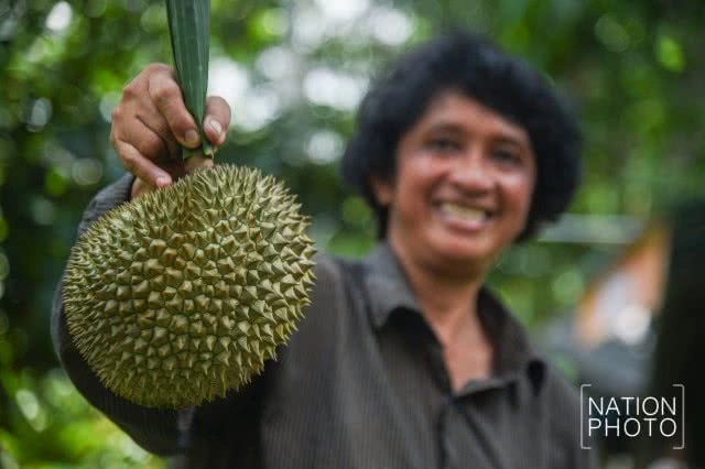 "ทุเรียนนนท์" ของดีของเมืองนนท์ที่กำลังหายไปกับกาลเวลา