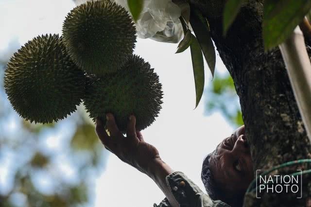 "ทุเรียนนนท์" ของดีของเมืองนนท์ที่กำลังหายไปกับกาลเวลา