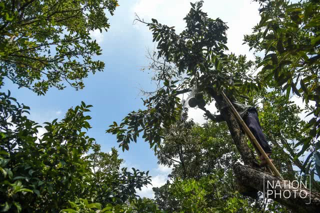 "ทุเรียนนนท์" ของดีของเมืองนนท์ที่กำลังหายไปกับกาลเวลา